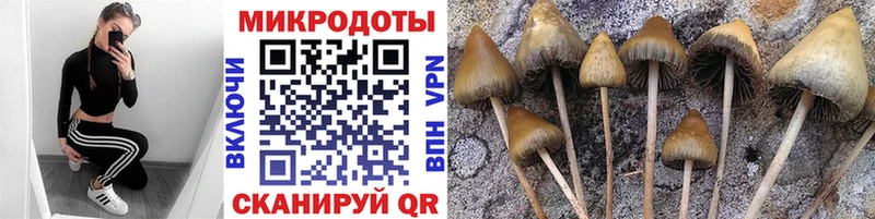 Псилоцибиновые грибы прущие грибы  магазин  наркотиков  кракен   Кочубеевское 